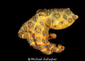 Free-swimming BRO, Lembeh by Michael Gallagher 